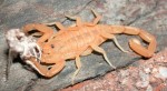 Scorpion Story 955338dca0rpion2.jpg 150x82 Scorpion Story